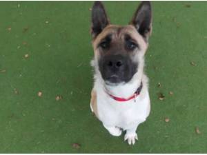 SKYE - Japanese Akita Photo