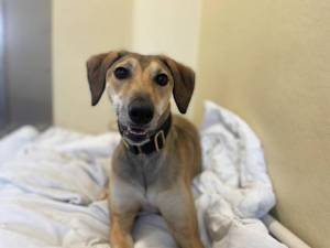 Mistletoe - Female Lurcher Photo