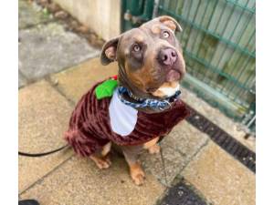 Pote - Male American Bulldog Photo