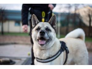 Storm - Male Akita Photo