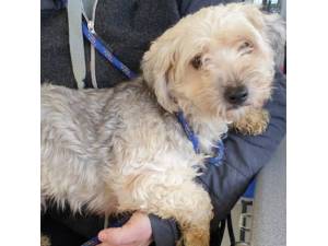 Rusk - Female Yorkshire Terrier (Yorkie) Cross Photo