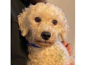 Ranchu - Female Bichon Frise Photo