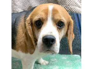 Henry - Male Beagle Photo
