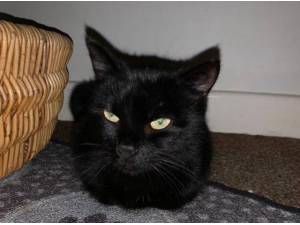 POPPY - Domestic Shorthair
crossbreed Photo