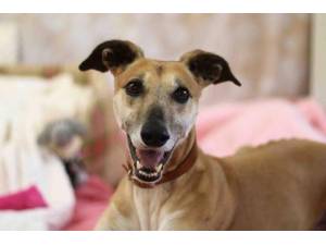 Alice - Female Lurcher Photo