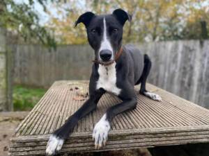 Betty Spaghetti - Female Lurcher Photo
