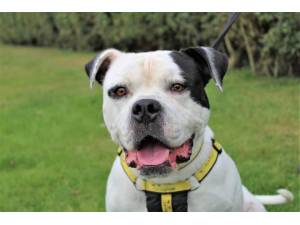 Rosco - Male American Bulldog Photo