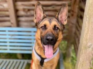 Rusty - Male German Shepherd Dog (GSD / Alsatian) Photo