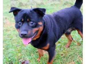 Dougie - Male Rottweiler Photo