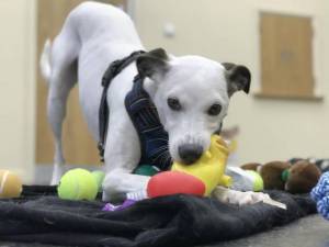 Nancy - Female Lurcher Photo