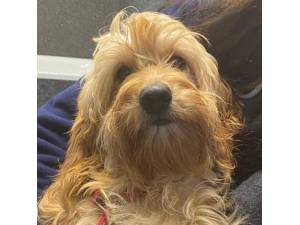 Raflesia - Female Cockapoo (Cocker Spaniel cross Poodle) Photo
