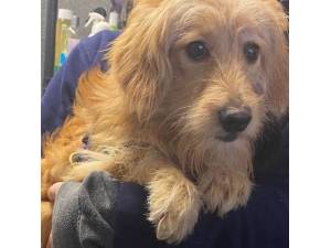 Rosa - Female Cockapoo (Cocker Spaniel cross Poodle) Photo