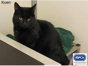 KOEN - Domestic Shorthair
crossbreed Photo