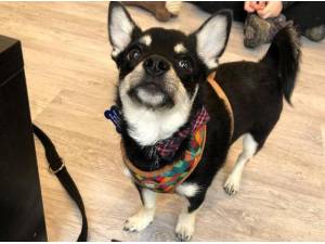 BEAU - Chihuahua (Smooth coat)
crossbreed Photo