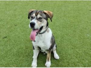 BEAU - Crossbreed/Unknown Photo