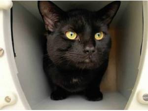 ALFIE - Domestic Shorthair
crossbreed Photo