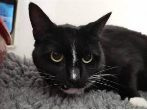 CATLIN AND ZIVA - Domestic Shorthair
crossbreed Photo