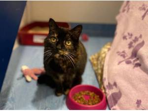 POPPY - Domestic Shorthair
crossbreed Photo