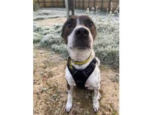Lola S - Female Staffordshire Bull Terrier (SBT) Photo