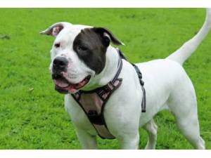 Skye - Female American Bulldog Photo