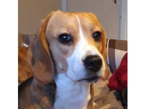 Mary - Female Beagle Photo