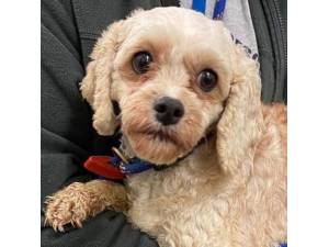 Rowan - Female Cavachon (Cavalier King Charles Spaniel cross Bichon Frise) Photo