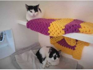 PRECIOUS - Domestic Shorthair
crossbreed Photo
