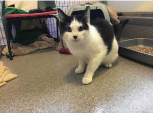 POLLY POCKET - Domestic Shorthair
crossbreed Photo