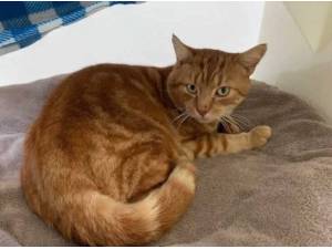 PUMPKIN - Domestic Shorthair
crossbreed Photo