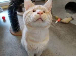 ALBERT - Domestic Shorthair
crossbreed Photo