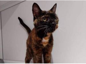 HOLLY - Domestic Shorthair
crossbreed Photo