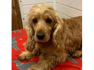 Petra - Female Cocker Spaniel Photo