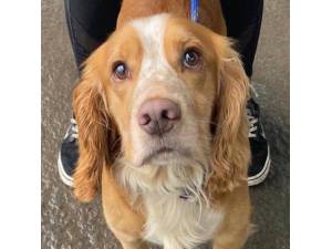 Johnny - Male Cocker Spaniel Photo
