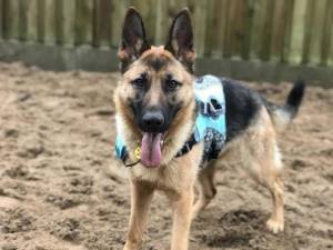 Toffee - Female German Shepherd Dog (GSD / Alsatian) Photo