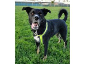 Loki - Male Crossbreed Photo