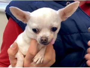 JESS - Chihuahua Photo