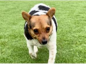 FOXXY - Jack Russell Terrier
crossbreed Photo
