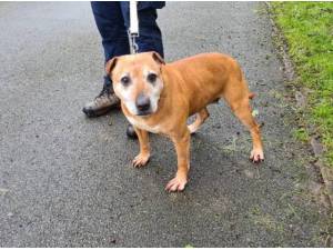 FERN - Staffordshire Bull Terrier Photo