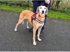 RED - Crossbreed/Unknown Photo