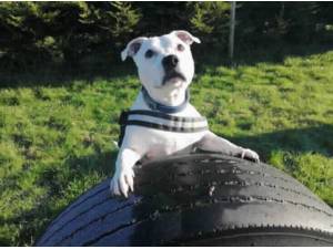 BUSTER - Staffordshire Bull Terrier Photo