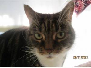 CHRISSY - Domestic Shorthair
crossbreed Photo