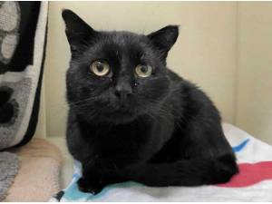 BUDDY - Domestic Shorthair
crossbreed Photo
