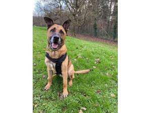 Axel - Male GSD Cross ( German Shepherd / Alsatian) Photo