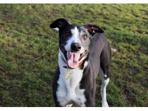 Badger - Male Lurcher Photo