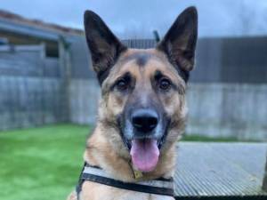 Blaze - Male German Shepherd Dog (GSD / Alsatian) Photo