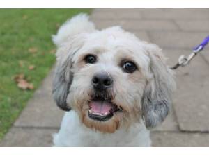Bobbie - Male Lhasa Apso Photo