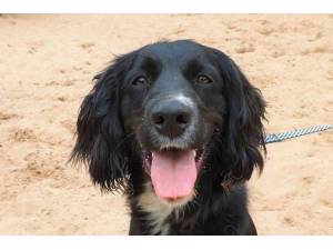 Bonnie - Female Spaniel Cross Photo