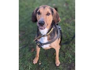 Elvis - Male Foxhound Photo