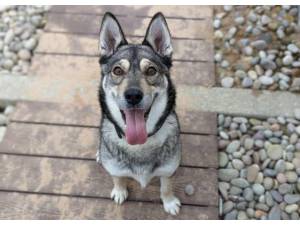 Eve - Female Siberian Husky Photo