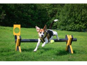 Frank - Male Beagle Photo
